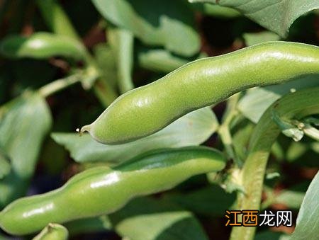 12月份适合种什么菜 寒露适宜种什么菜