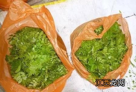 排骨雷公根汤的功效与作用 雷公根煲猪骨黄豆有什么用途