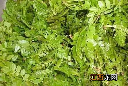 排骨雷公根汤的功效与作用 雷公根煲猪骨黄豆有什么用途