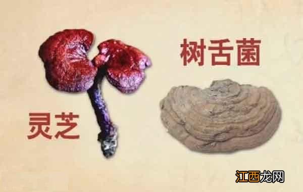 小灵芝的功效 小灵芝有什么营养成分