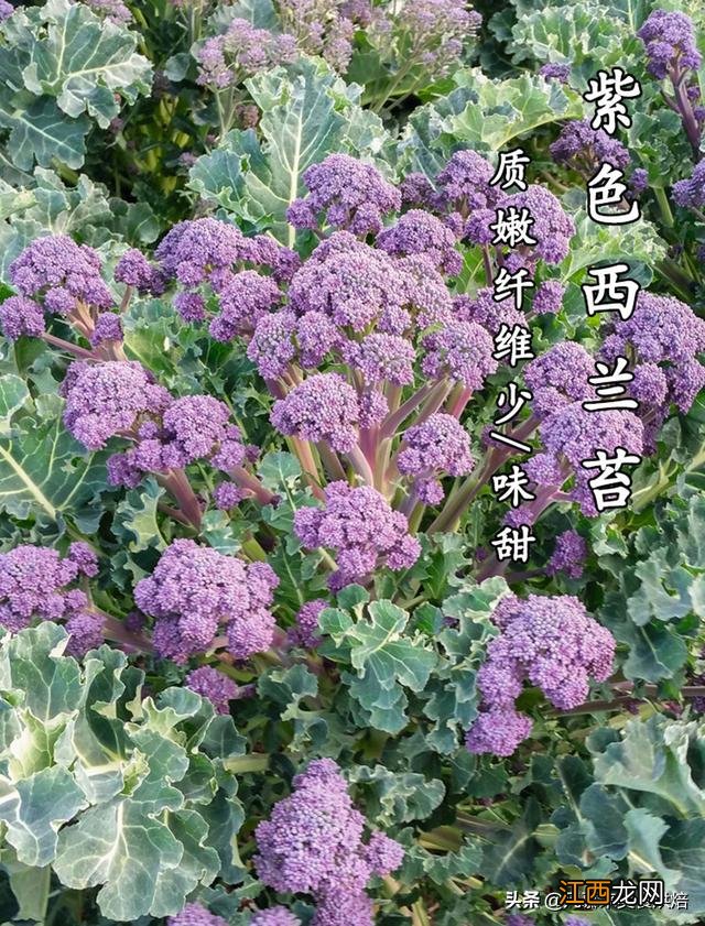 像苋菜的紫色蔬菜是什么 紫苋菜是什么植物