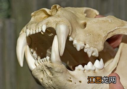 动物捕猎为什么先吃内脏 专门吃动物内脏的动物