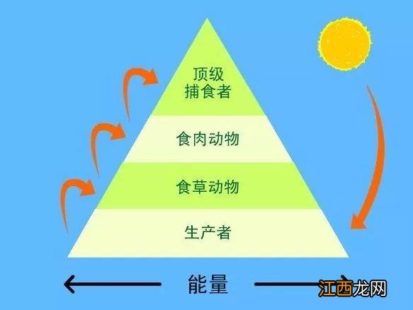 动物捕猎为什么先吃内脏 专门吃动物内脏的动物