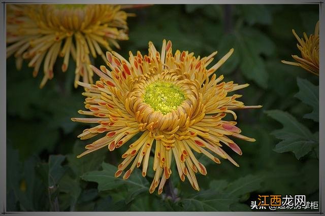 菊花属于什么花 菊花是什么花之一