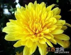 菊花属于什么花 菊花是什么花之一