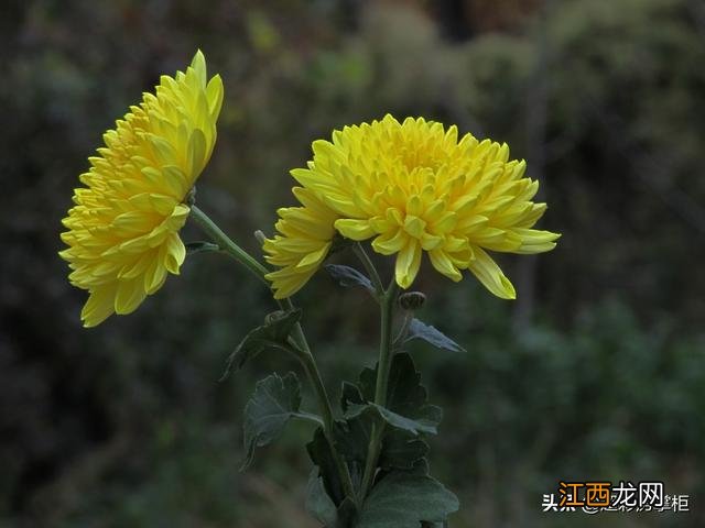 菊花属于什么花 菊花是什么花之一