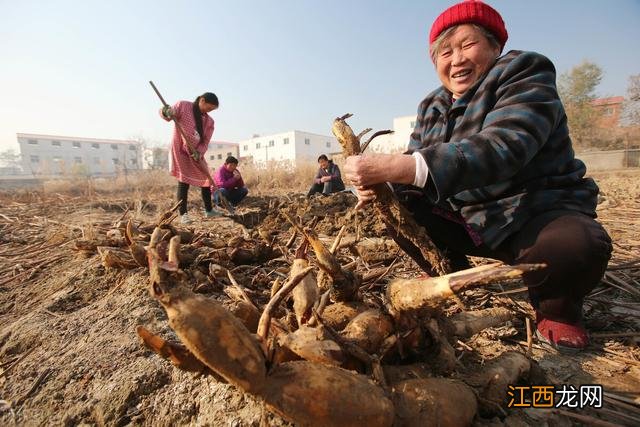 什么人不宜吃莲藕 什么样子的藕不能吃了