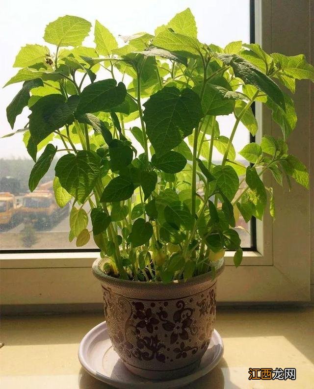 地灯笼 土灯笼药效