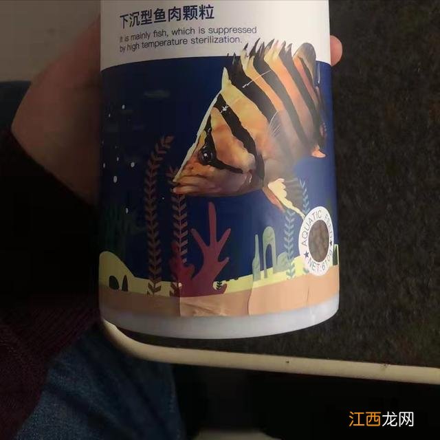 5公分虎鱼苗喂什么 虎鱼幼苗吃什么