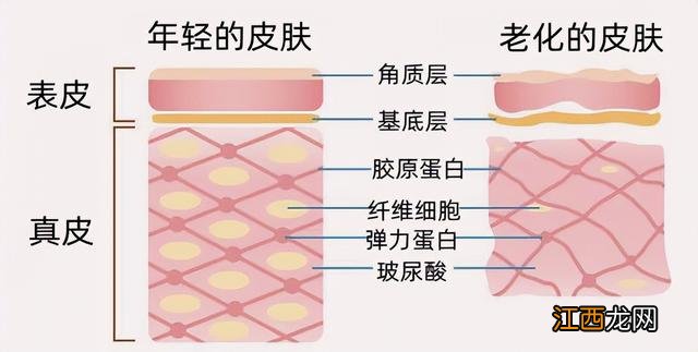 什么药含胶原蛋白 补充胶原蛋白吃什么药物好