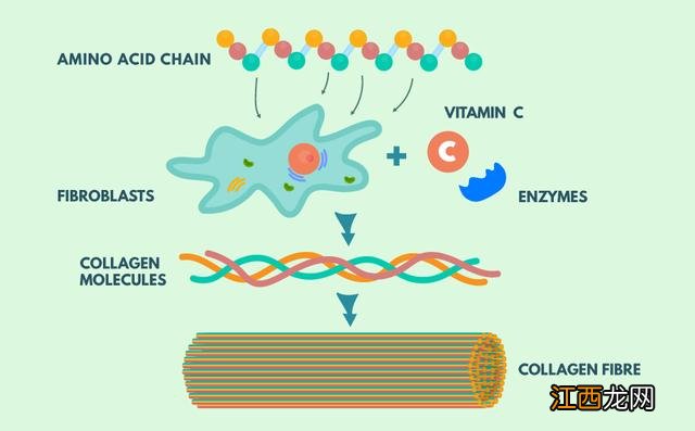 什么药含胶原蛋白 补充胶原蛋白吃什么药物好