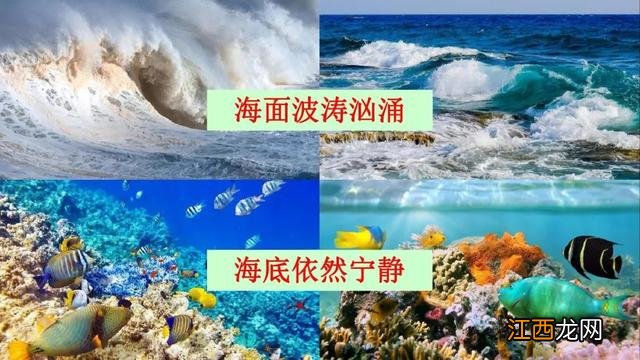 什么鱼像梭子 海洋里像梭子一样的鱼是什么鱼