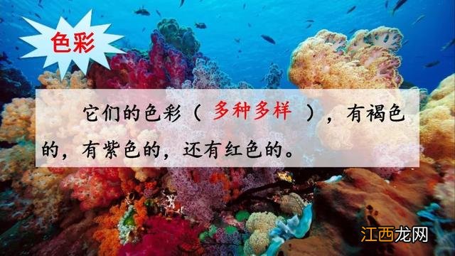 什么鱼像梭子 海洋里像梭子一样的鱼是什么鱼