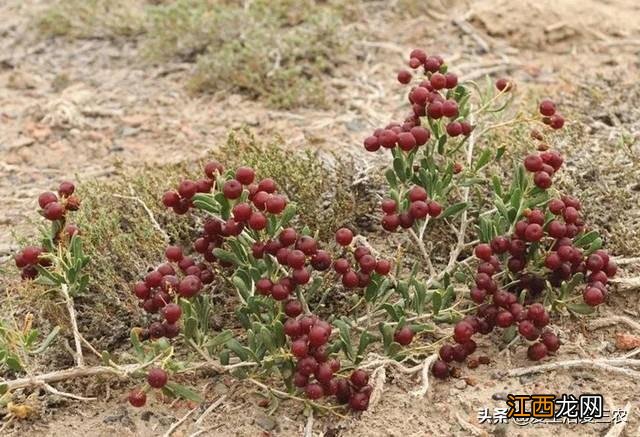 白果壳是什么垃圾 白果壳有什么用处吗