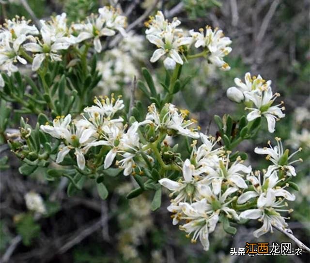 白果壳是什么垃圾 白果壳有什么用处吗