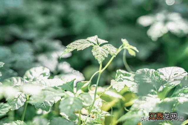 洛神花果茶图片 洛神花红莓花果茶