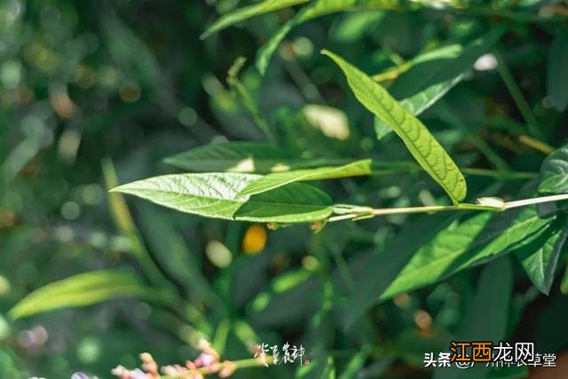 洛神花果茶图片 洛神花红莓花果茶