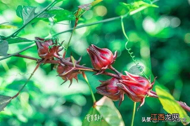 洛神花果茶图片 洛神花红莓花果茶