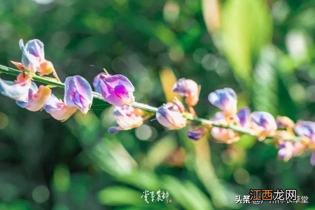 洛神花果茶图片 洛神花红莓花果茶