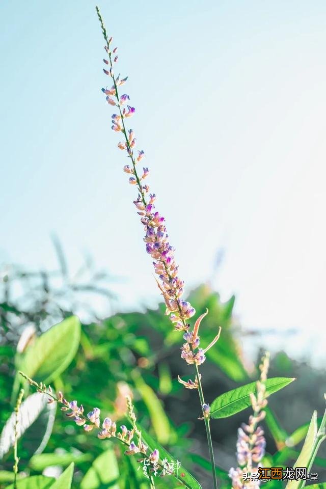 洛神花果茶图片 洛神花红莓花果茶