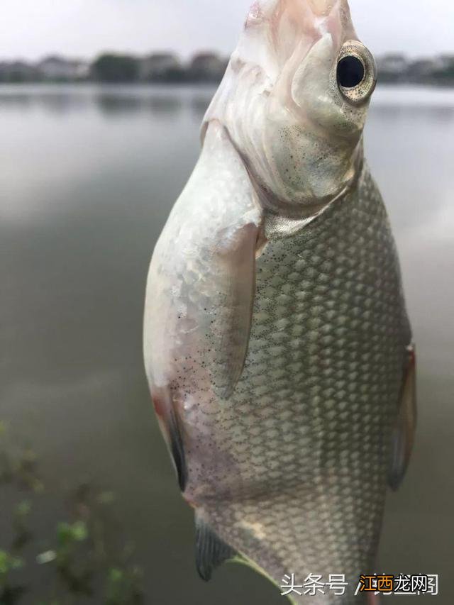 汪刺鱼吃什么食物长大 汪刺鱼吃什么饵料