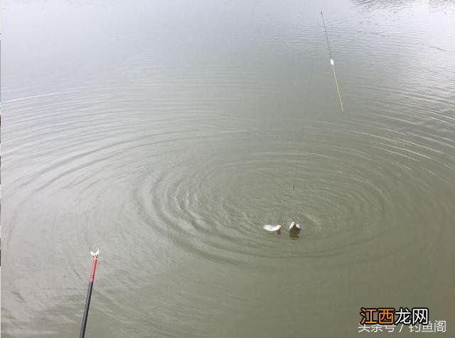 汪刺鱼吃什么食物长大 汪刺鱼吃什么饵料