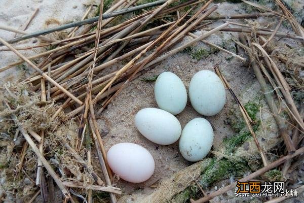 哪些食物含有卵磷脂 海鸭蛋为什么富含卵磷脂呢