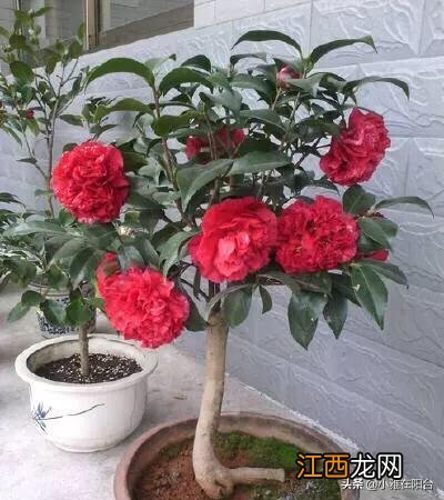 油饼米为什么要加黄豆原理 做豆饼用什么米