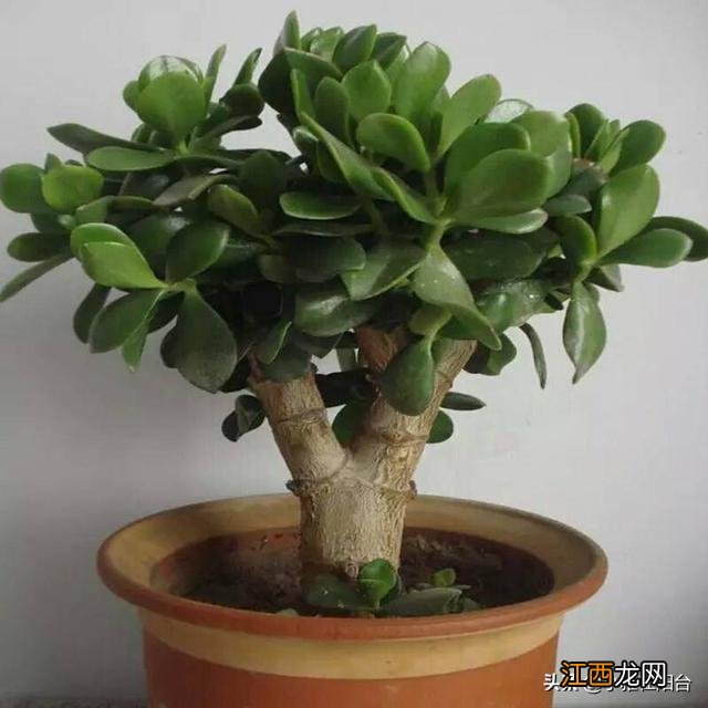 油饼米为什么要加黄豆原理 做豆饼用什么米