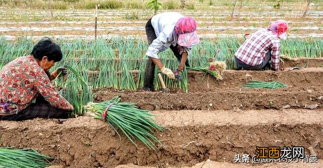 大葱什么时间 葱的最佳食用季节是什么