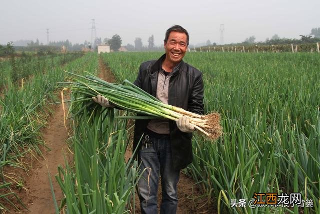 大葱什么时间 葱的最佳食用季节是什么