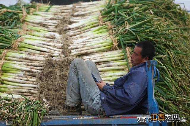 大葱什么时间 葱的最佳食用季节是什么