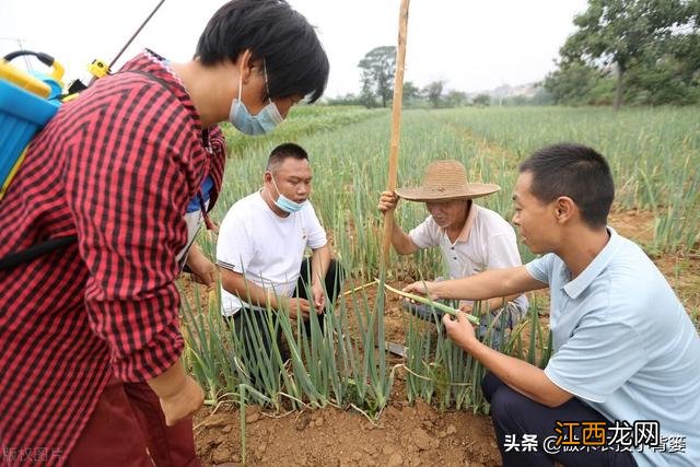 大葱什么时间 葱的最佳食用季节是什么