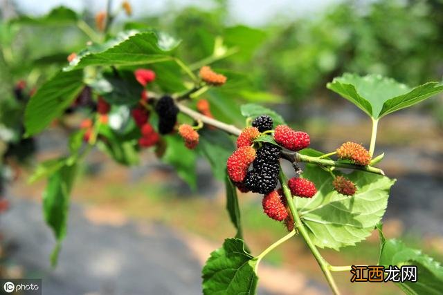 含花青素的水果蔬菜 什么疏菜含有花青素高