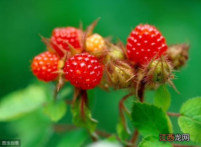 含花青素的水果蔬菜 什么疏菜含有花青素高