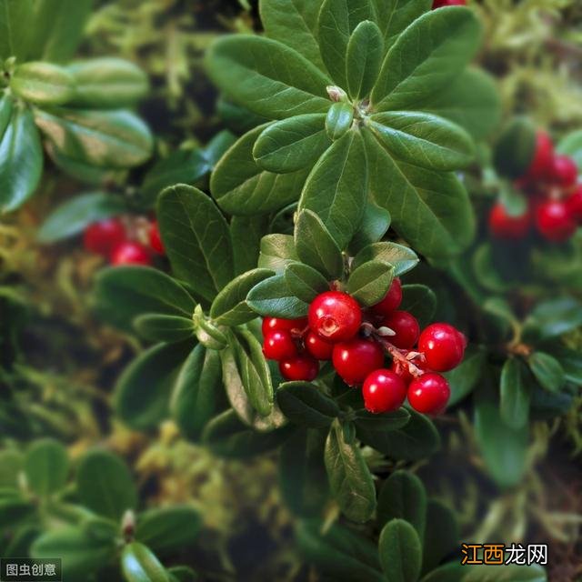 含花青素的水果蔬菜 什么疏菜含有花青素高