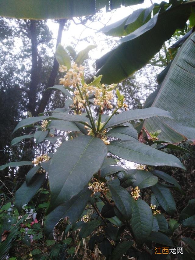 桂花的气味有哪些 桂花是什么香味