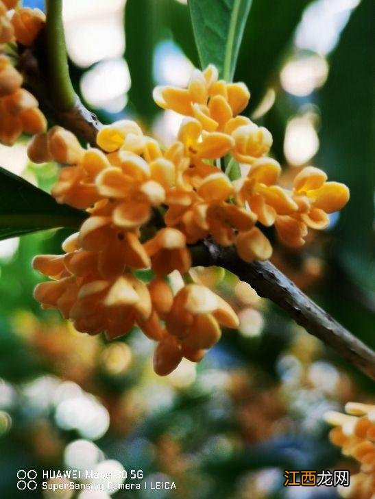 桂花的气味有哪些 桂花是什么香味