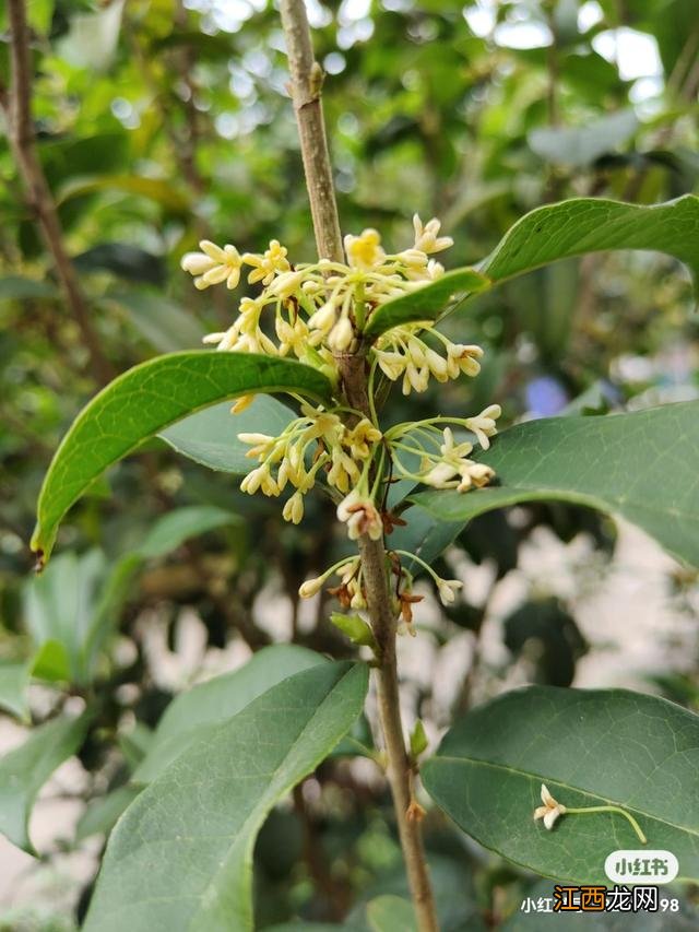 桂花的气味有哪些 桂花是什么香味