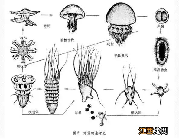 海蜇皮啥样的好 海蜇皮是什么样