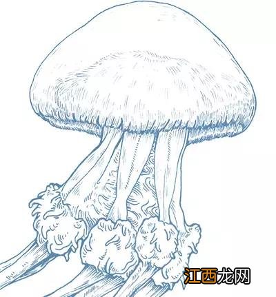 海蜇皮啥样的好 海蜇皮是什么样