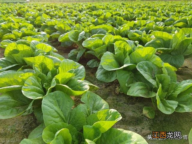 胡萝卜的根茎叶 绿萝卜叶子