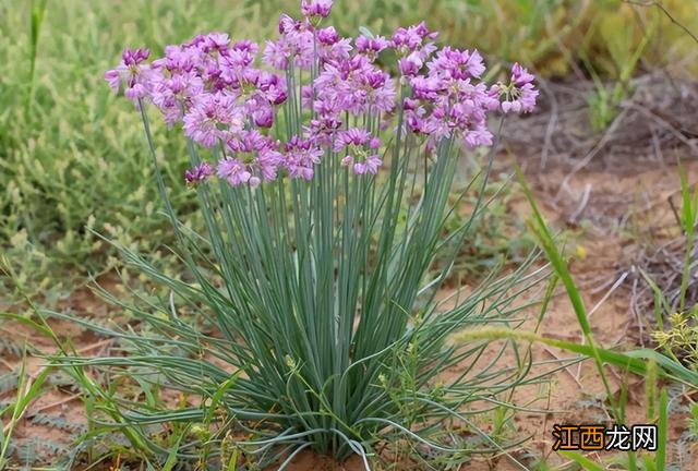 和韭菜一样的菜 长得和韭菜差不多的叫什么菜来着