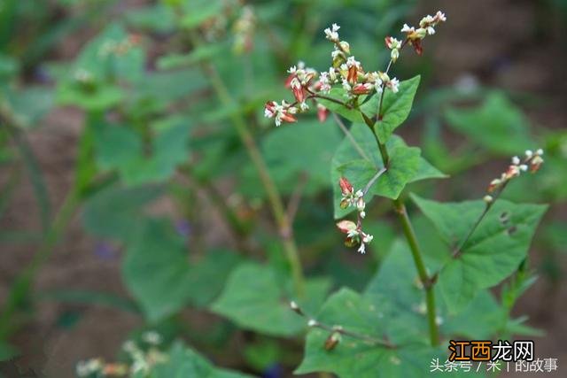 生荞麦怎么吃 生荞麦炖什么比较好