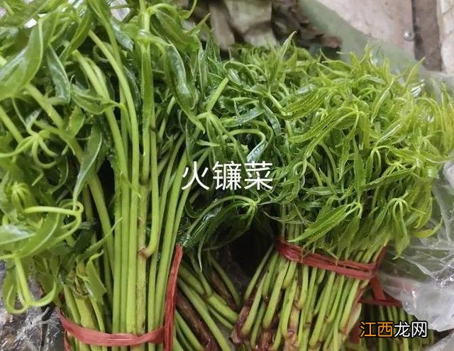 中国最贵的蔬菜 云南什么蔬菜比较贵