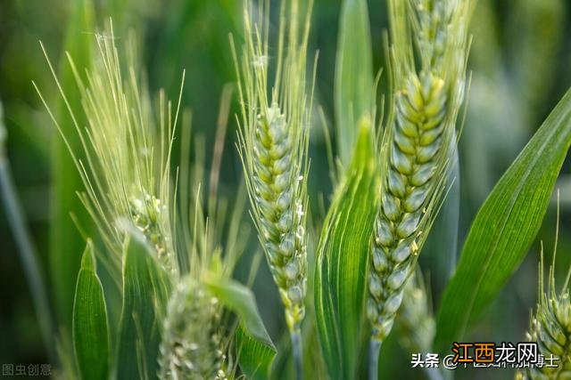 健脾养胃除湿补肾粥 冬季喝什么粥健脾补肾