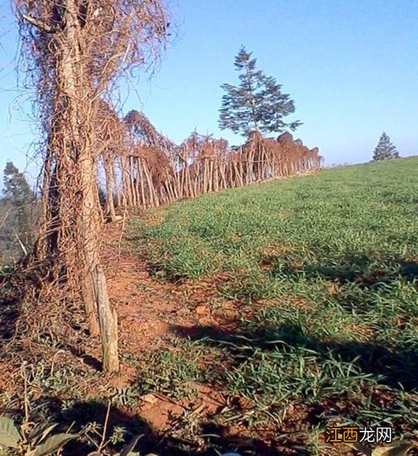 野生山药和种植山药哪个好 种野山药什么土最好