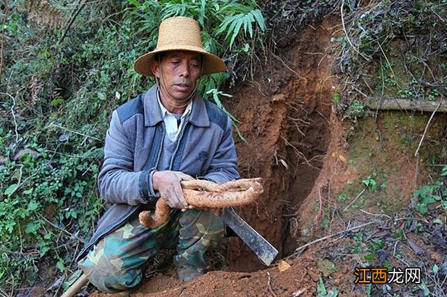 野生山药和种植山药哪个好 种野山药什么土最好