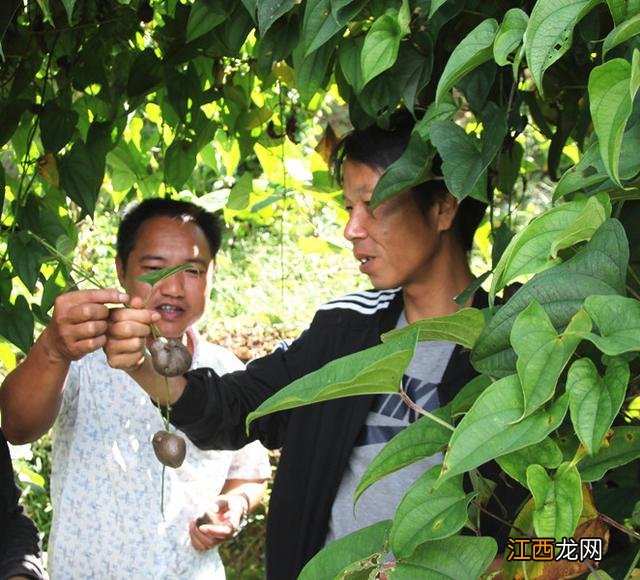 野生山药和种植山药哪个好 种野山药什么土最好