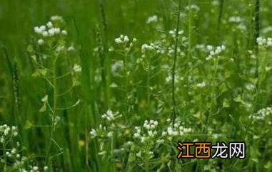 荠菜花的副作用及禁忌 荠菜花的功效与作用及禁忌